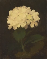 Weiße Hortensie